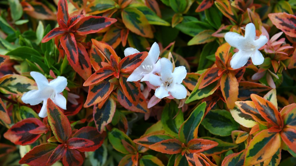 Kaleidoscope Abelia